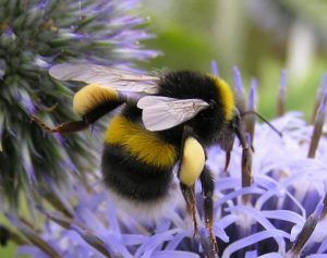 Stunning shot of white tailed bumblebee B. lucorum Image from Bumblebee conservation