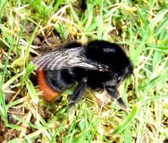 red tailed bumblebee b.lapidarius one of my favourite bumblebees