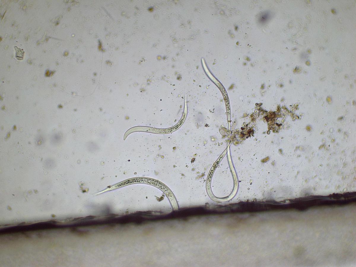 Bacterial feeding nematodes