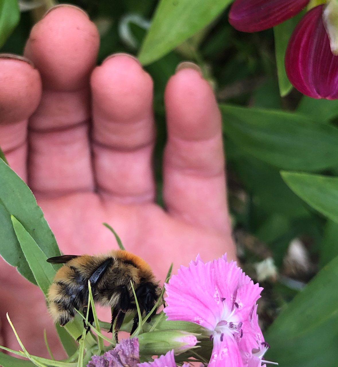 Bee on Mags' hand