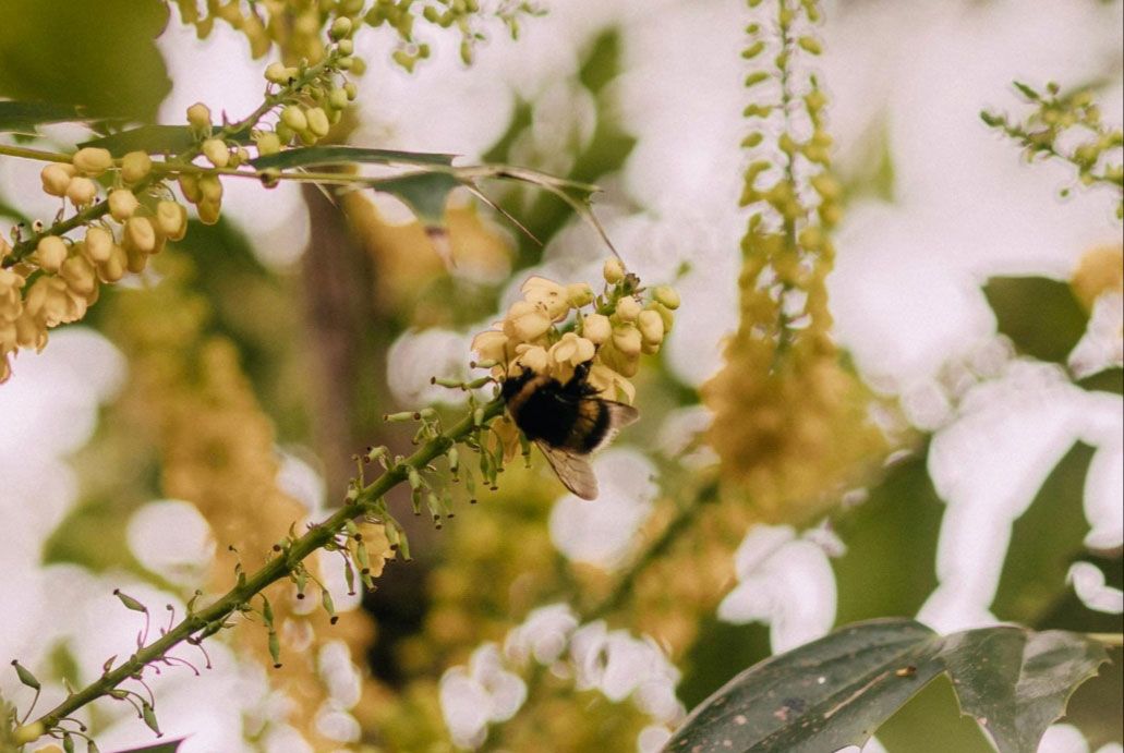 Bumblebee Queen Bombus leucorum feasting on Mahonia December 3rd 2019