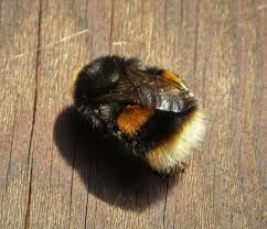 Buff tailed bumblebee B terrestris clearly showing buff/ off white tail