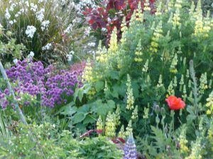 mixed planting of pollinator-friendly flowers including chives, lupin, libertia and poppy
