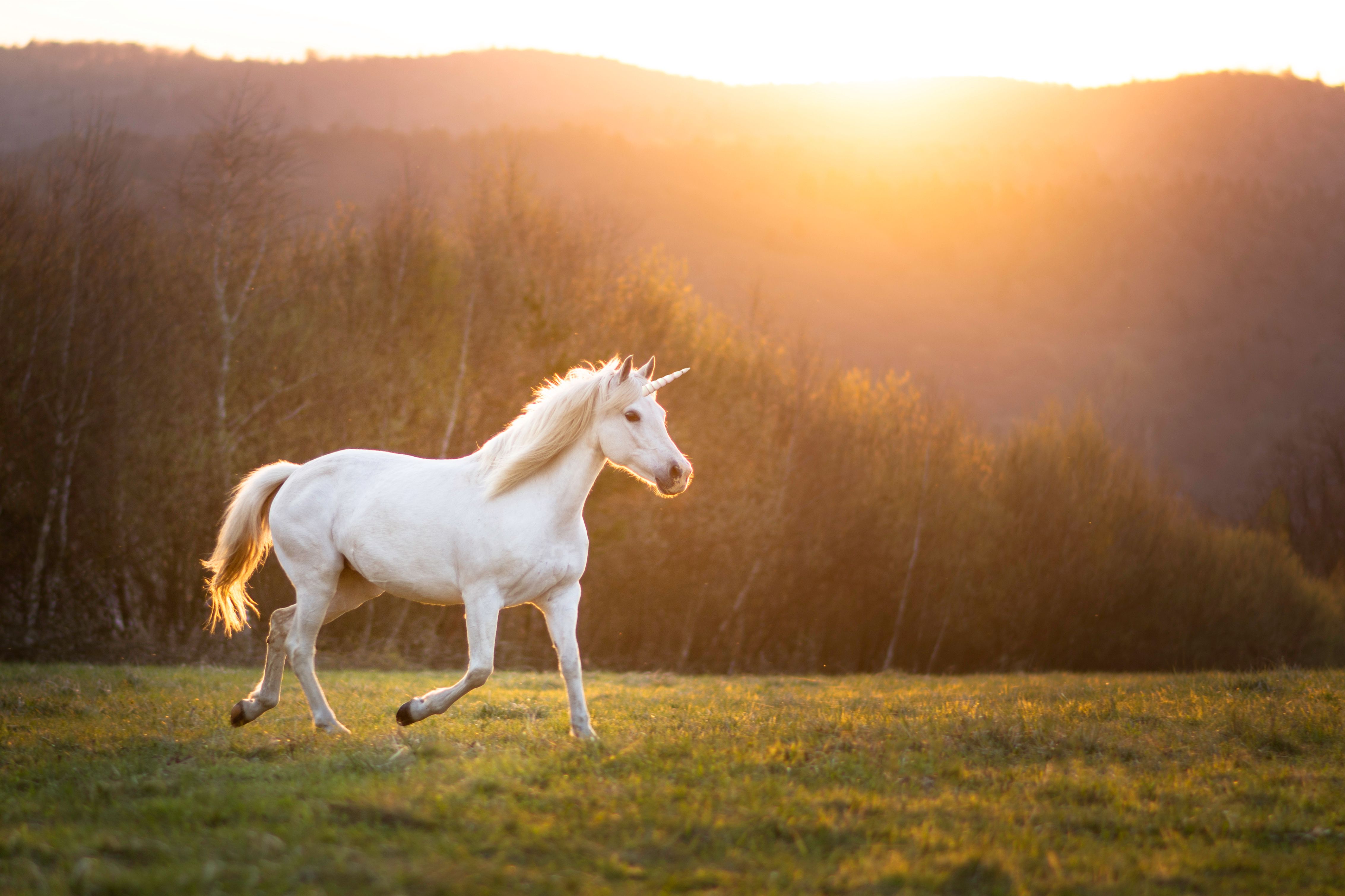 Who Is Building Europe's Unicorns?