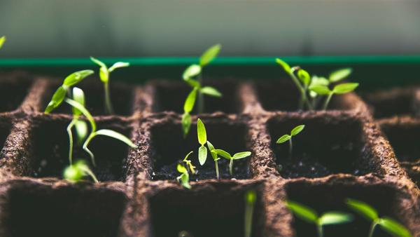Remote Companies Grow Twice as Fast