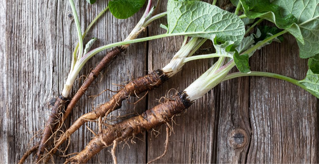 Top 14 Burdock Root Benefits