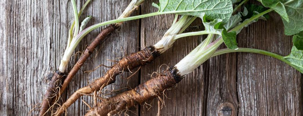 Top 14 Burdock Root Benefits