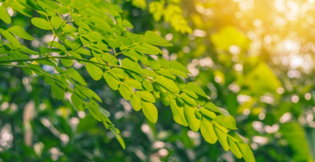 6 Surprising Moringa Health Benefits for Women