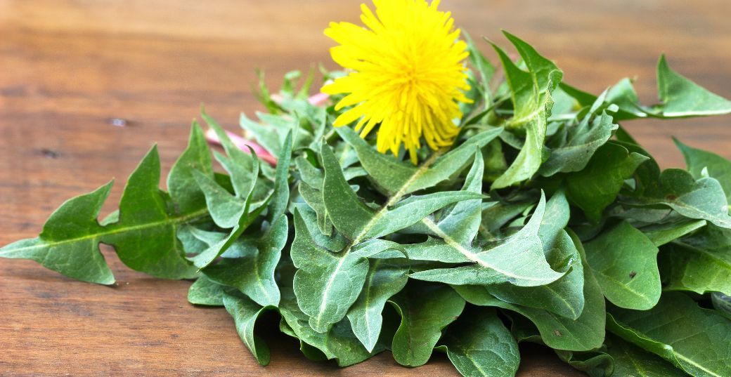 Dandelion Leaf Benefits for Health and Nutrition
