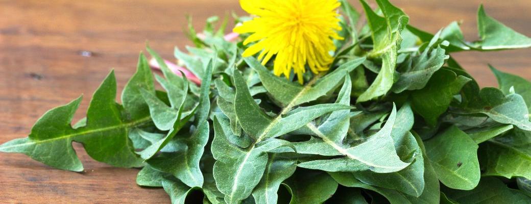Dandelion Leaf Benefits for Health and Nutrition