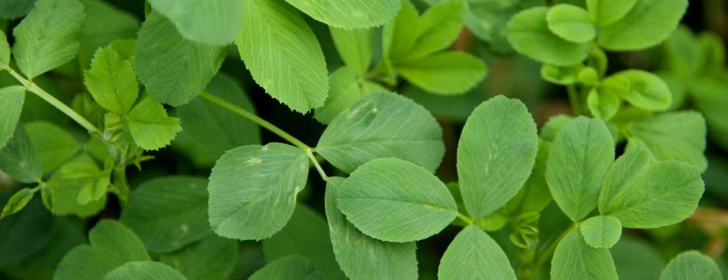 Top 10 Potential Alfalfa Leaf Benefits You Need to Know