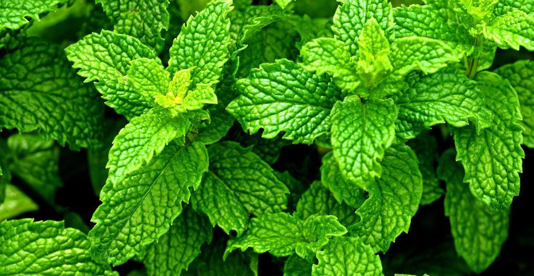 12 Peppermint Leaf Benefits for Health & Nutrition
