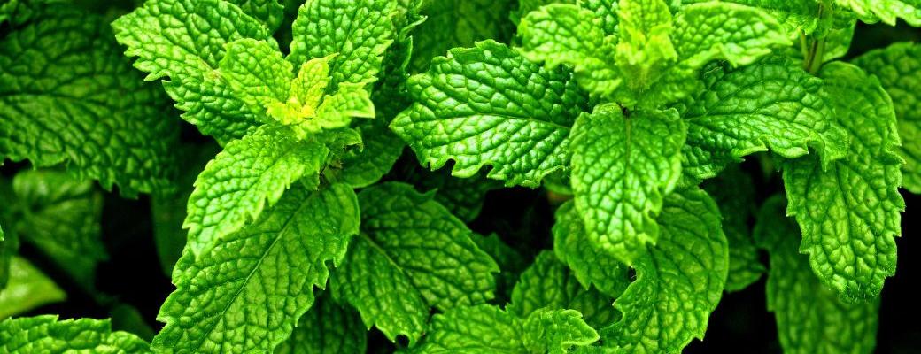 12 Peppermint Leaf Benefits for Health & Nutrition