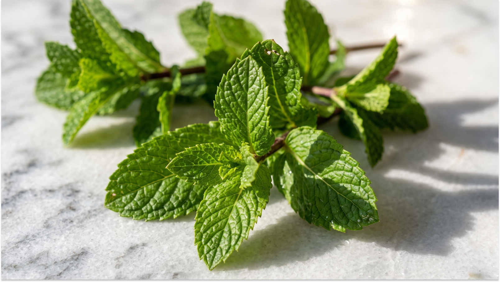 12 Peppermint Leaf Benefits for Health & Nutrition