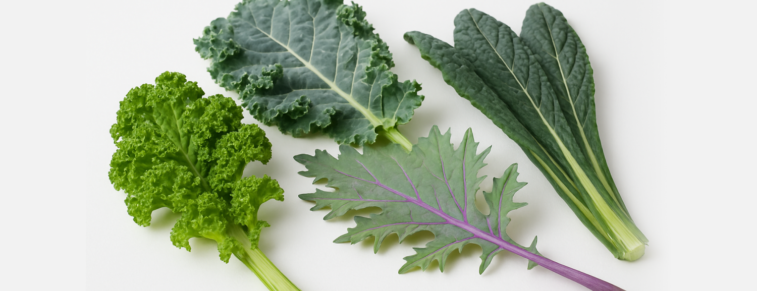 Variety of Different Species of Kale Leaves Laid Out on a White Background