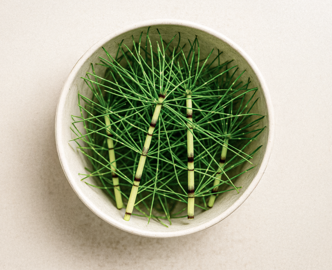6 Incredible Horsetail Benefits for Your Health