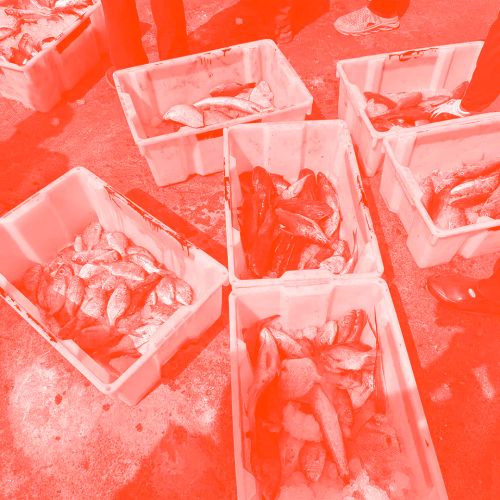 Decolonial Agroecologies_WebCard_Cover