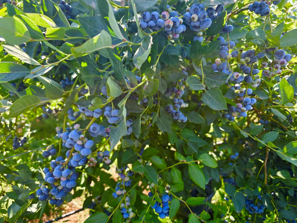 Kokan Air Berry Harvester for UK Blueberry Farms