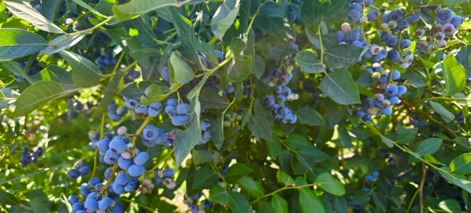 Kokan Air Berry Harvester for UK Blueberry Farms