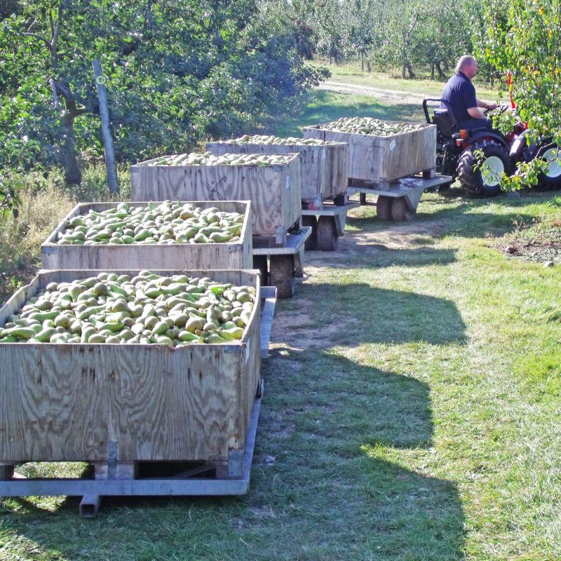 Galvanised 2 Wheel Picking Train