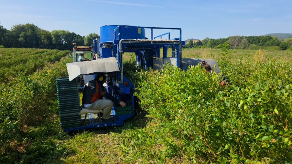 KOKAN Air Berry Harvester in UK Blueberry Field