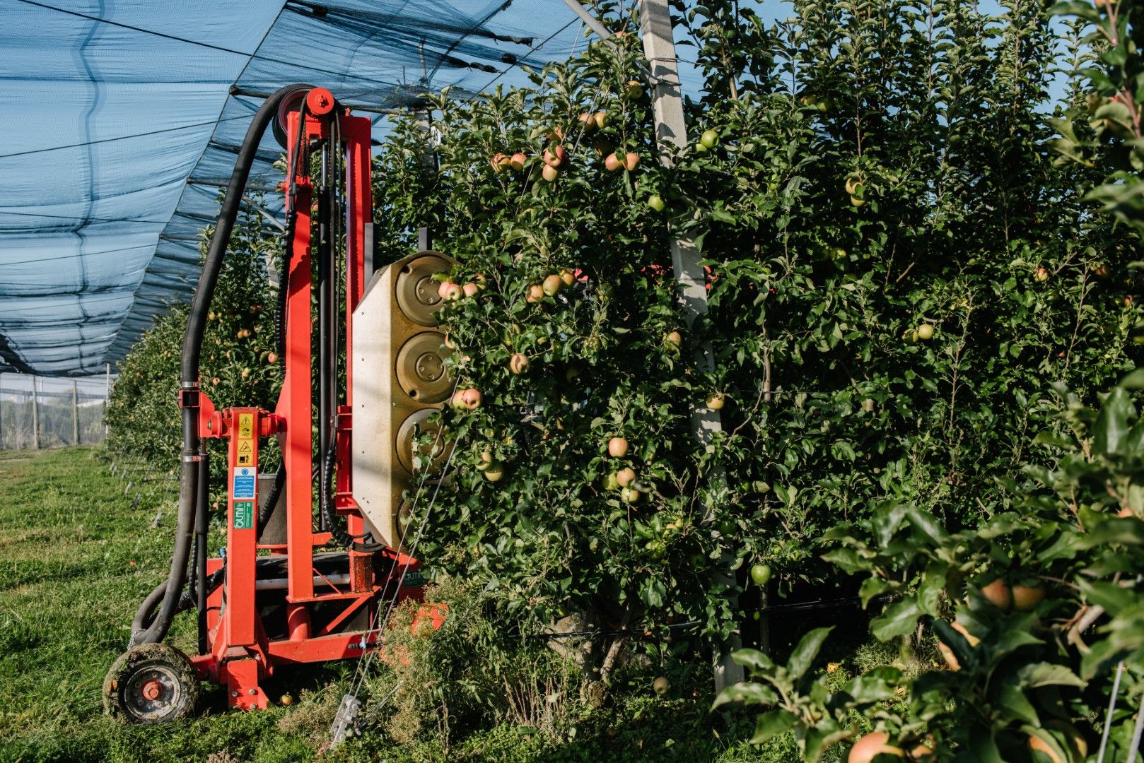 Olmi Leaf Stripper Orchards