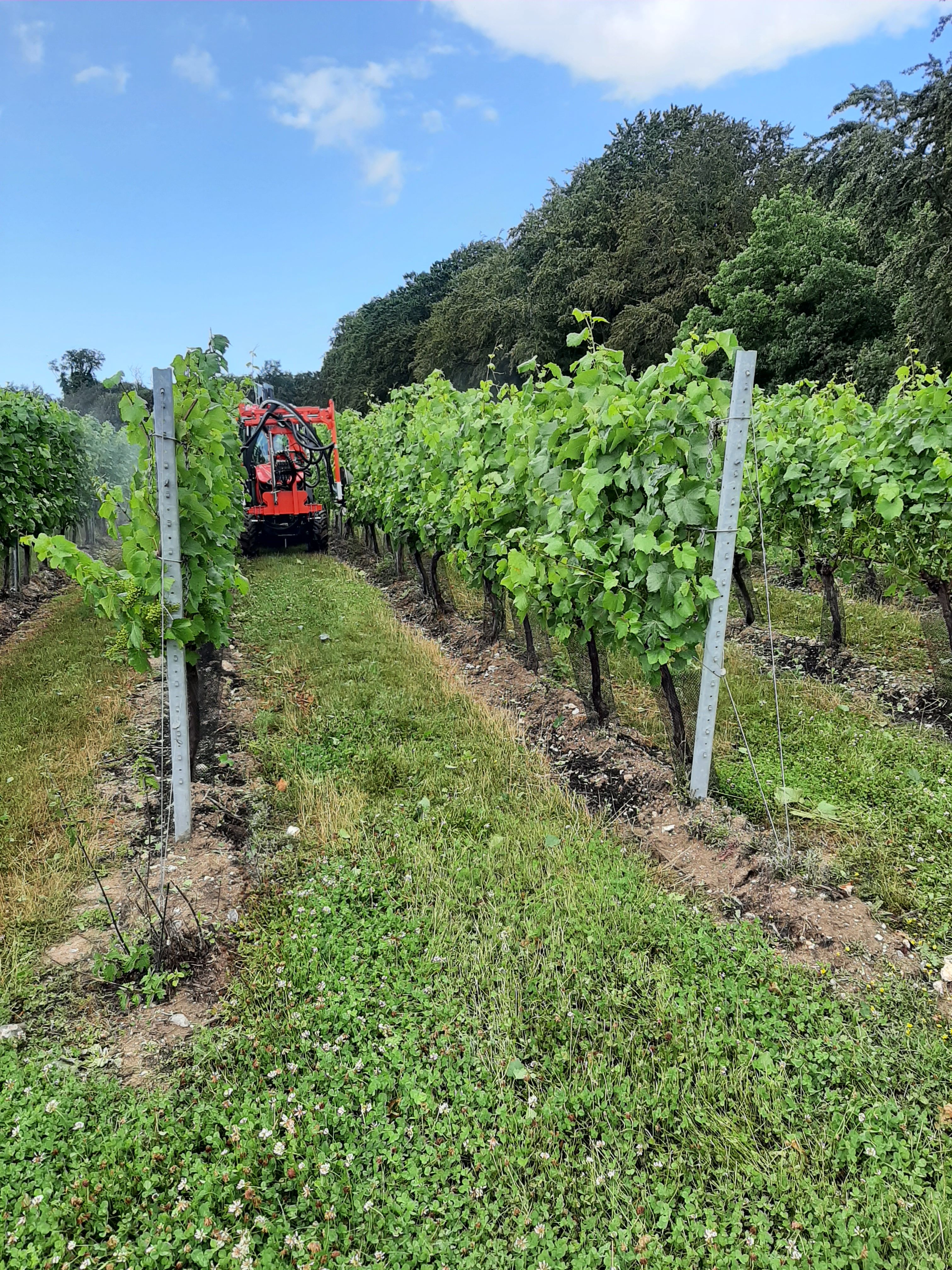 Vineyard Rows with the OLMI De Leafer at Simpsons Wine Estate