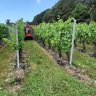 Vineyard Rows with the OLMI De Leafer at Simpsons Wine Estate