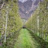 Ilmer Power Harrow for vineyard cultivation