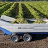 grape trailers for harvest at kirkland uk