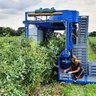 Berry Harvester UK Blueberry Field Kirkland UK