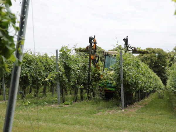 Orizzonti Vine Trimmer Kirkland UK