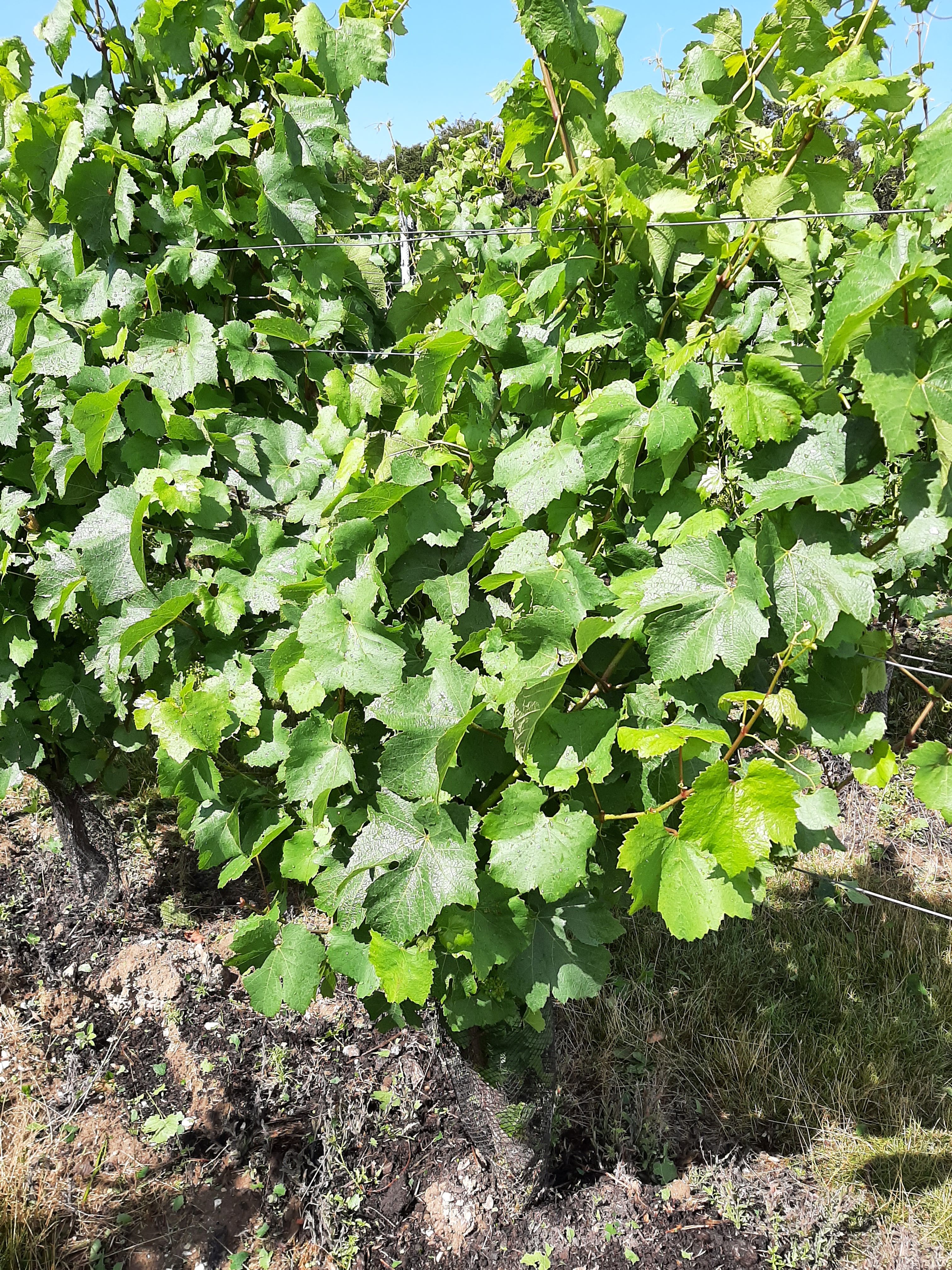 Before the OLMI De Leafer