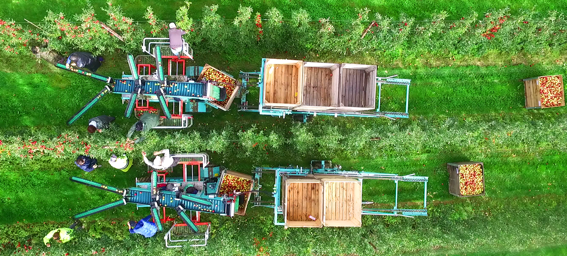 Tecnofruit Orchard Harvesting Machine