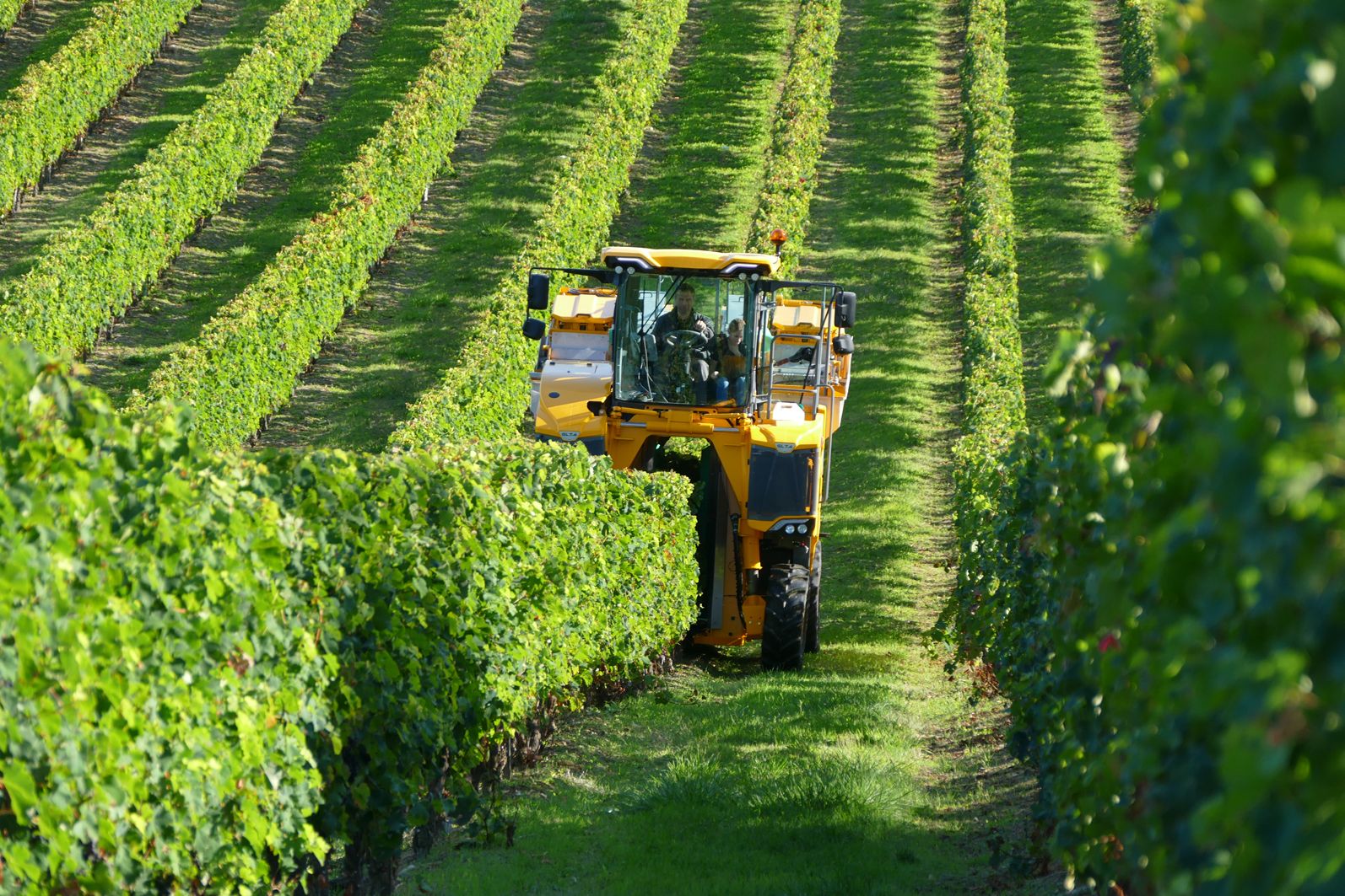 Gregoire Grape Harvester GL7