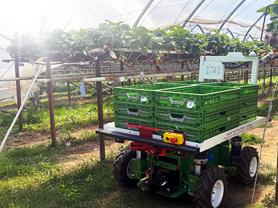 Burro in the strawberry field - Kirkland UK