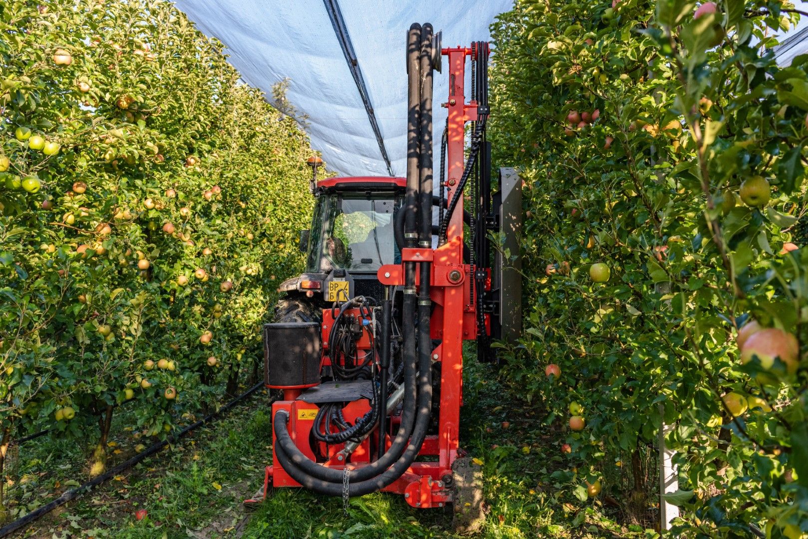 Olmi Leaf Stripper Orchards