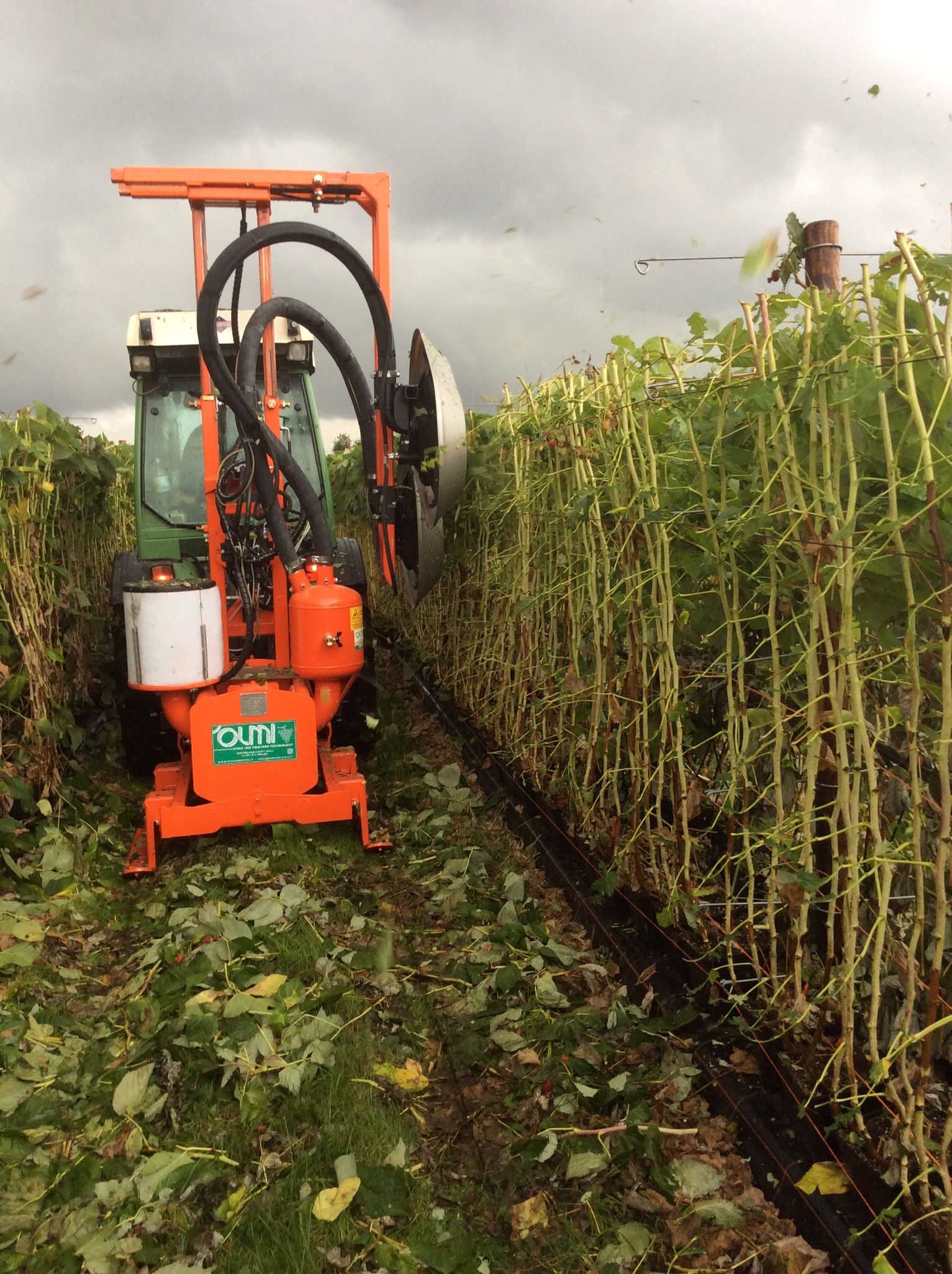 de-leafer for raspberries OLMI