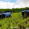 Vitibot Bakus P75S Vineyard Robot Kirkland UK