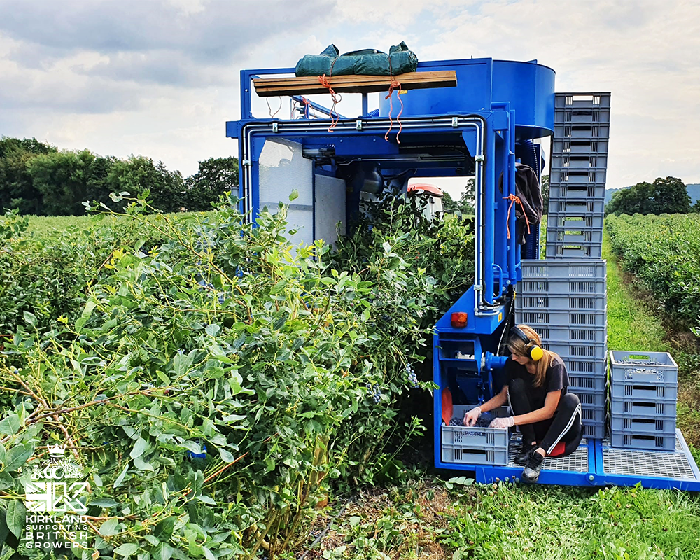 Berry harvester for UK soft fruit growers
