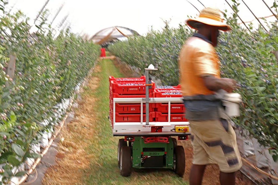BURRO at work in blueberry field