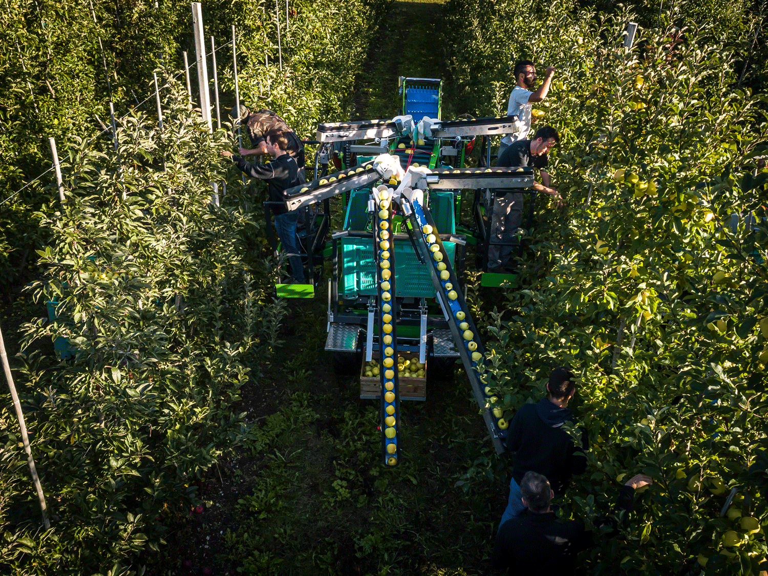 COMPACT Electric Harvester UK Orchards