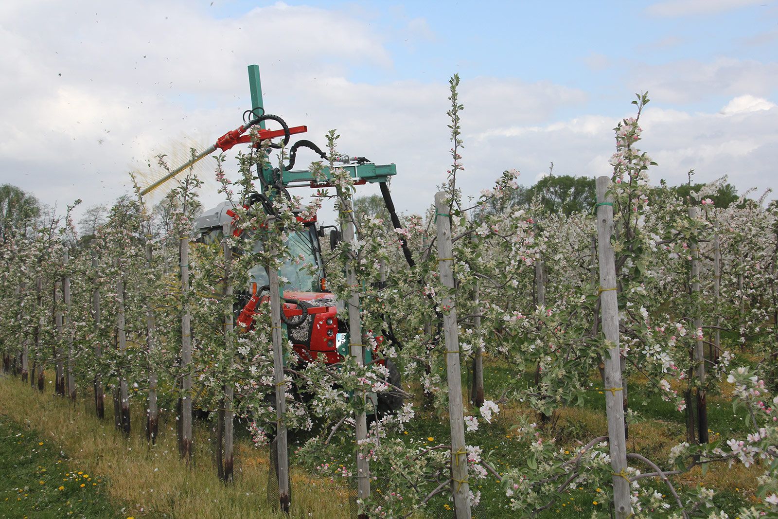 Clemens Blossom Thinner