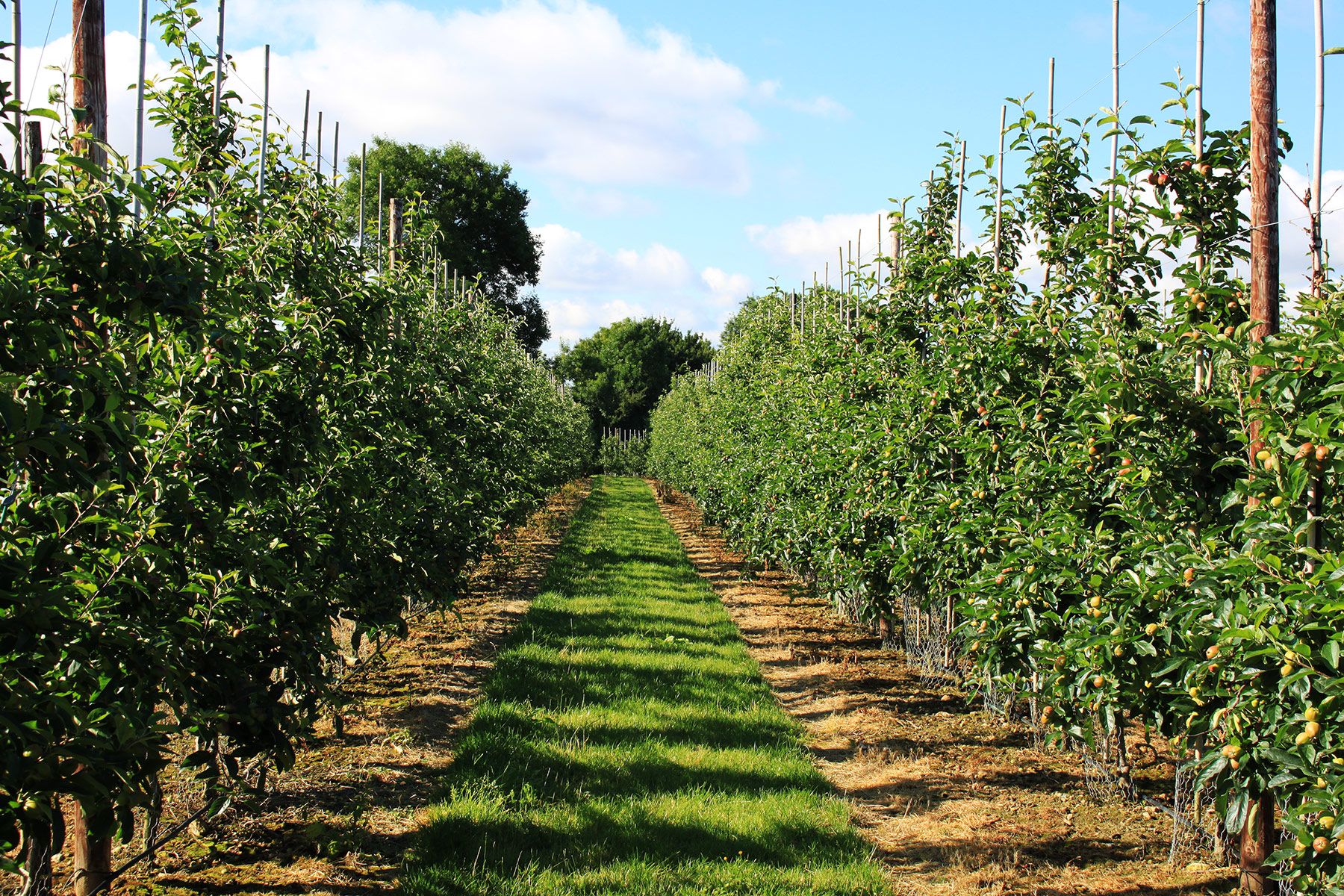 Proud Partners: Supporting NextGen Fruit Group in South Africa