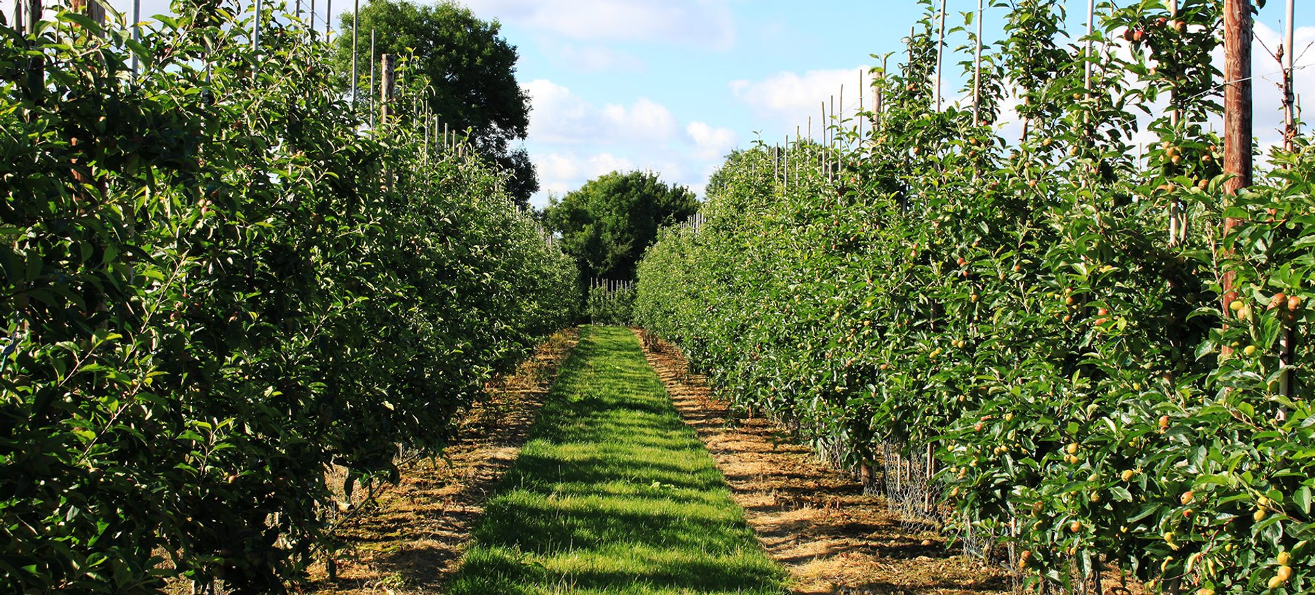 Proud Partners: Supporting NextGen Fruit Group in South Africa