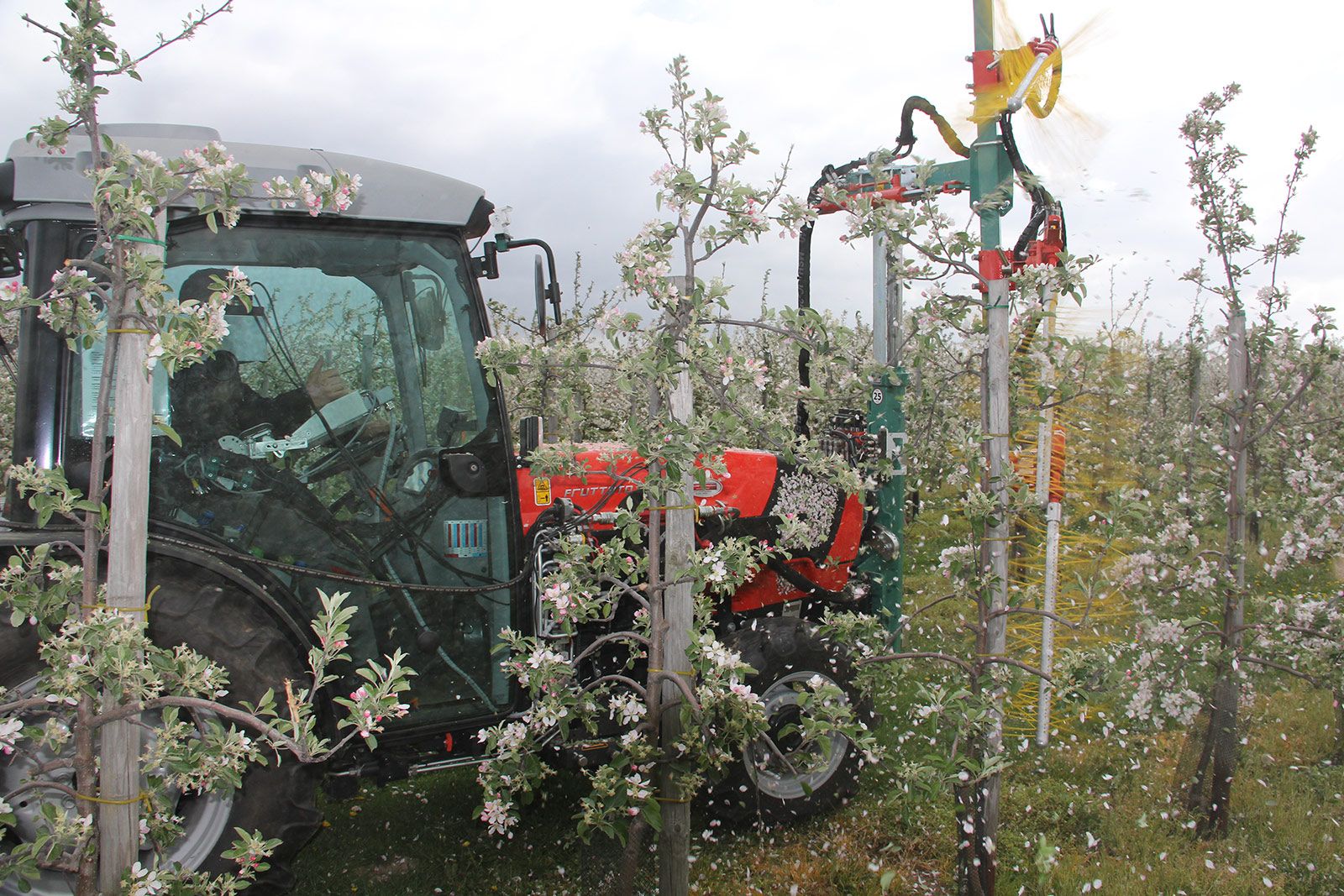 Clemens Blossom Thinner