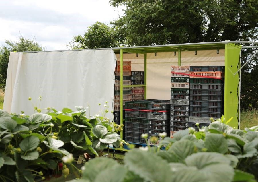 Fruit Pods - made to measure