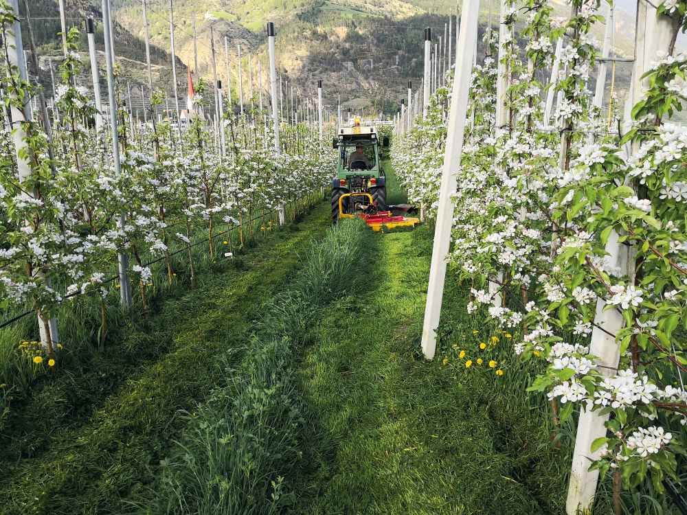 Ilmer M2-Series Mower in Blossom Field