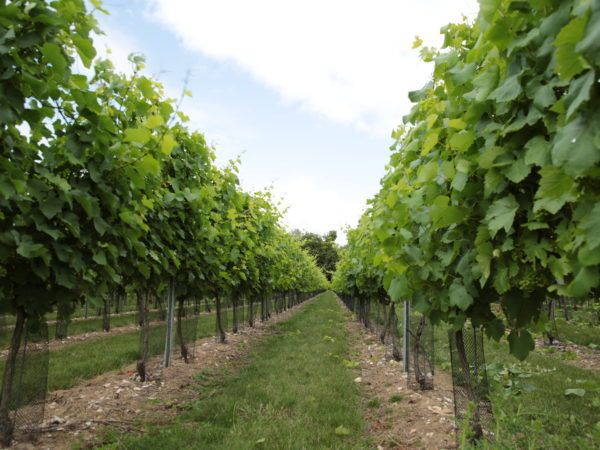 Orizzonti Vine Trimmer Kirkland UK