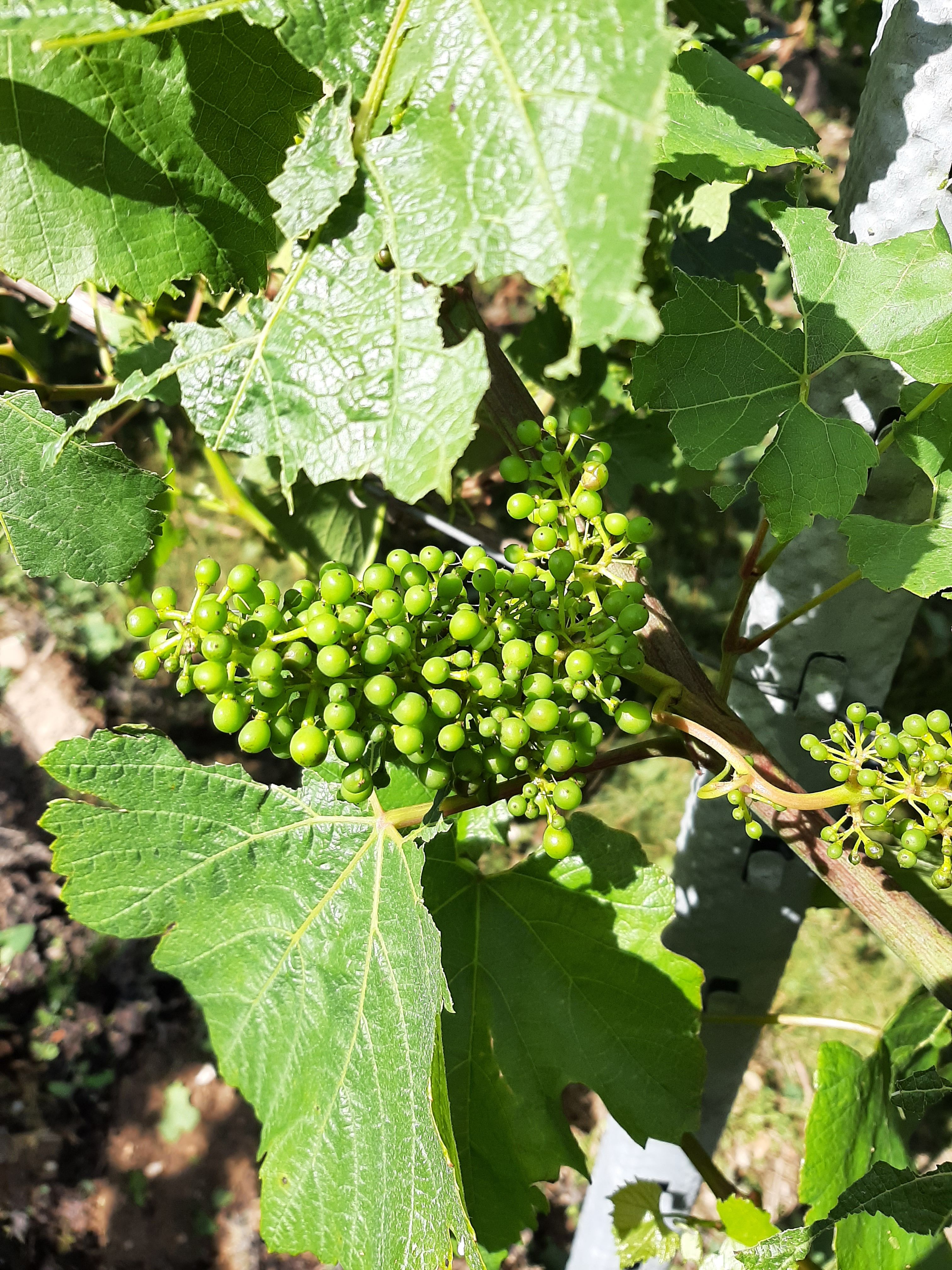 After the OLMI De Leafer